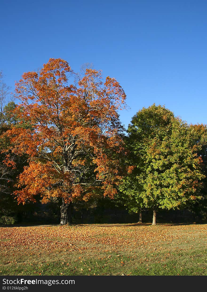 Colorful autumn trees in a big open field.