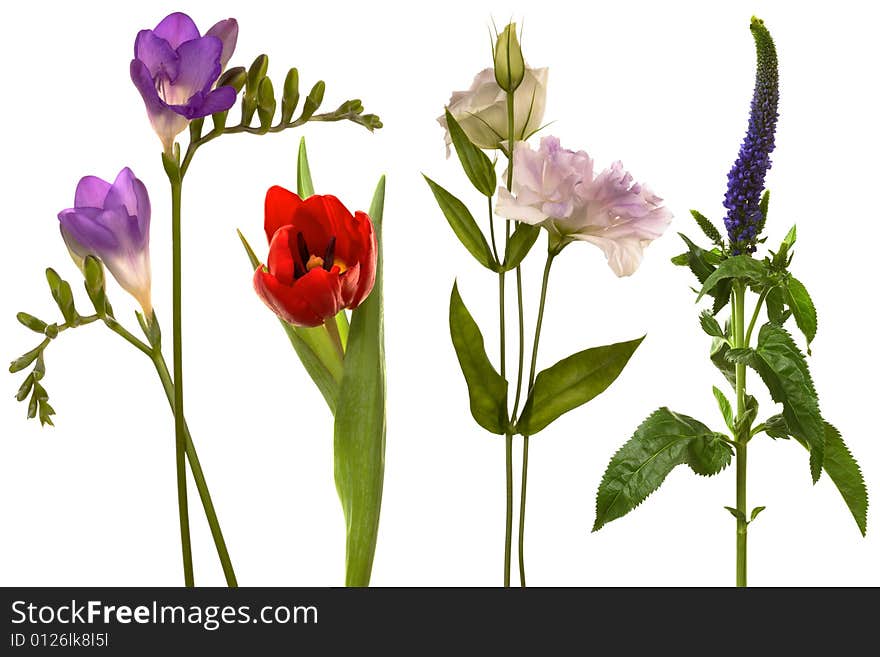 Beautiful fresh flowers on a white background