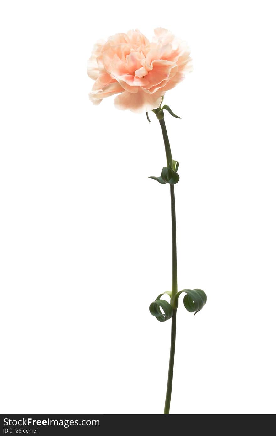 Beautiful pink flower on a white background