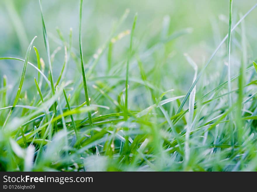 Green Blurred Grass, macro shot. Green Blurred Grass, macro shot