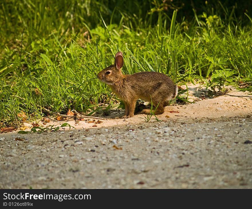 A close-up of a small rabbit in a meadow. A close-up of a small rabbit in a meadow.