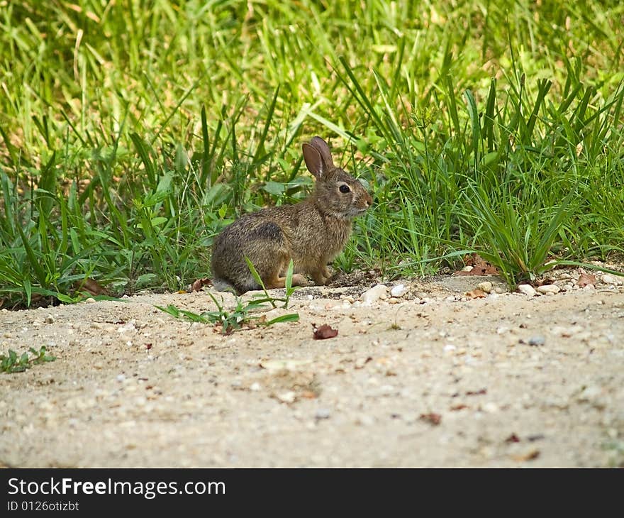 Alert Bunny