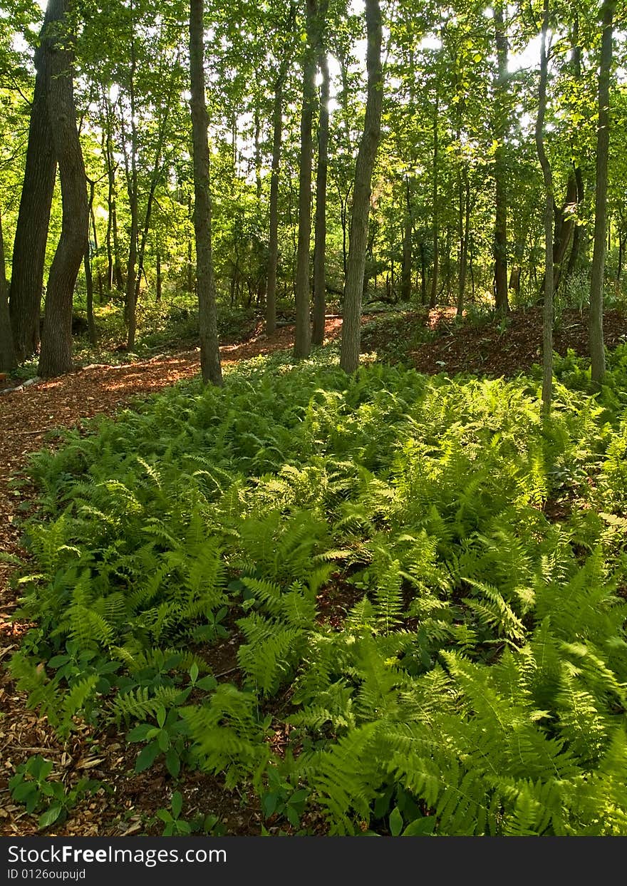 Forest Ferns