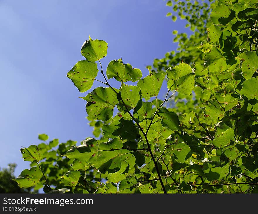 Green leafs on tree