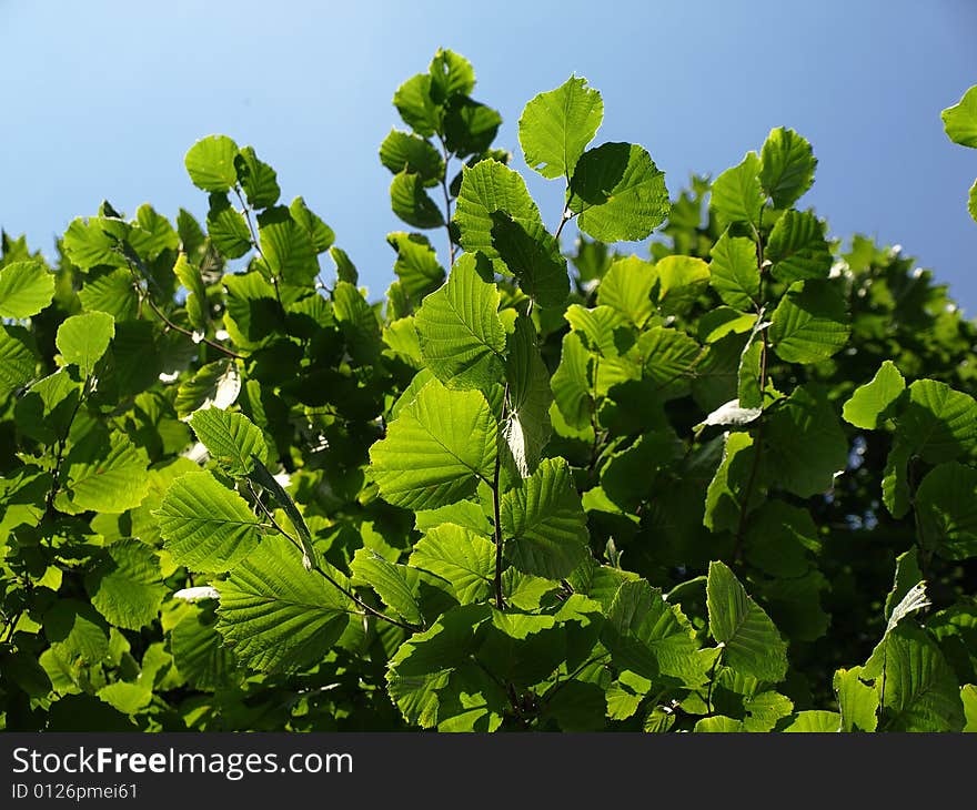 Green leafs on tree