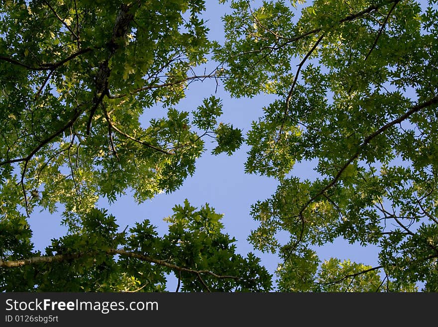 View of the sky through the top of threes. View of the sky through the top of threes