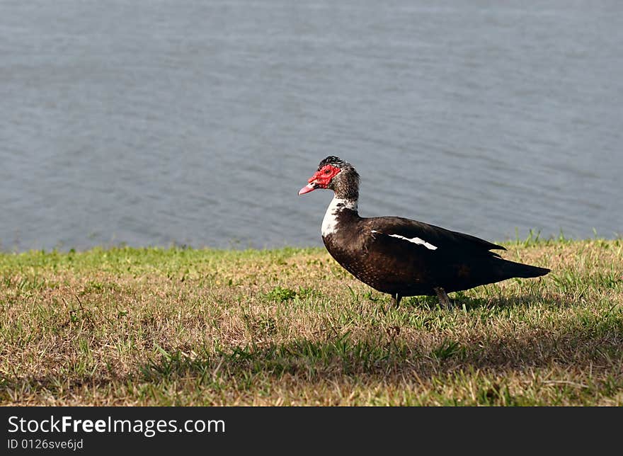 Muscovy duck