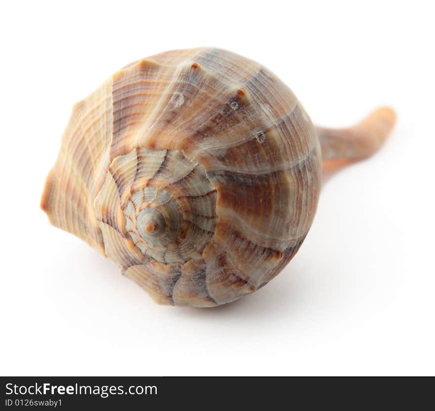 Sea shell mollusk isolated brown spiral seashell