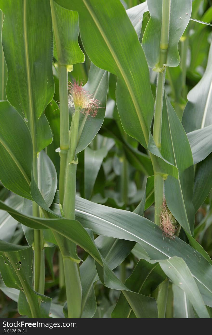 Green corn