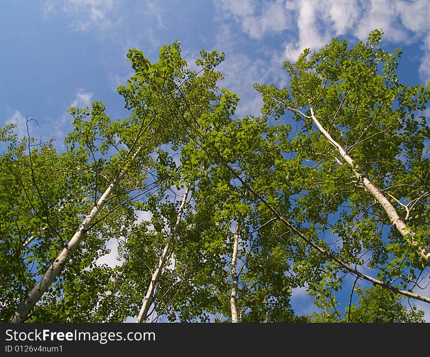 Green Birch Reaching Into Blue Sky