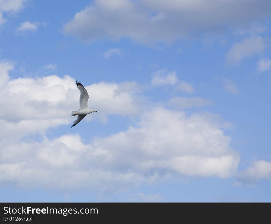 Gull Into Blue Sky