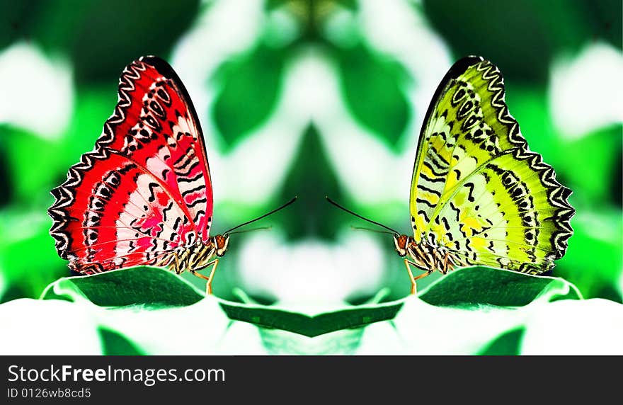 Red and yellow butterflies on leaf