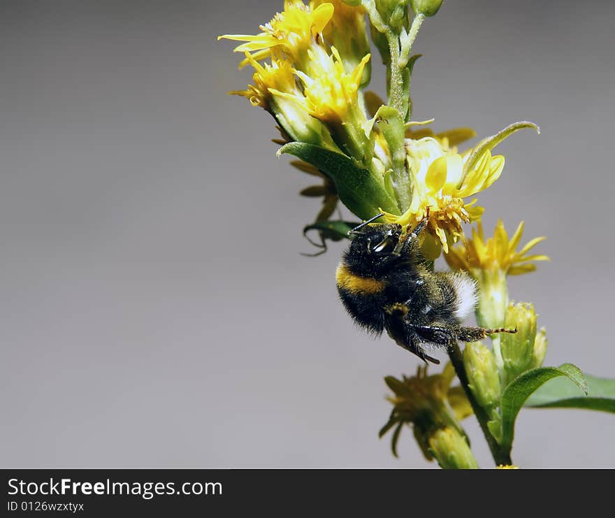 Bumblebee on flower