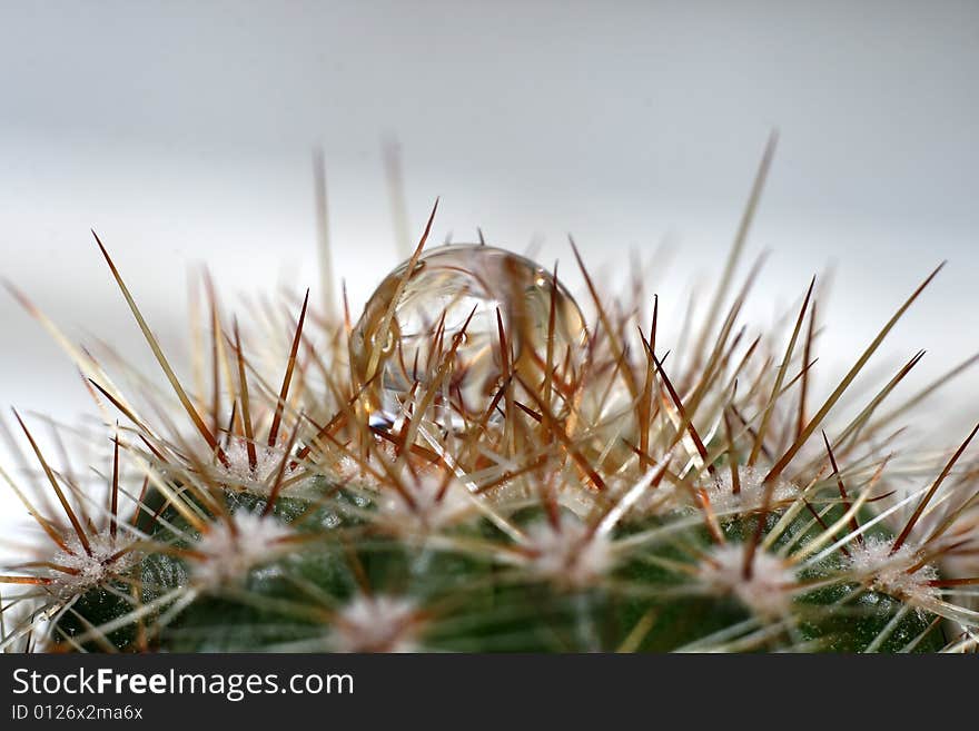 Water drop on cactus. Macro