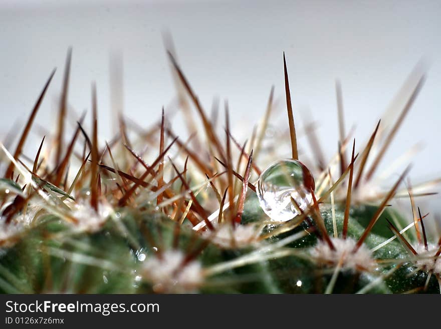 Water drop on cactus. Macro