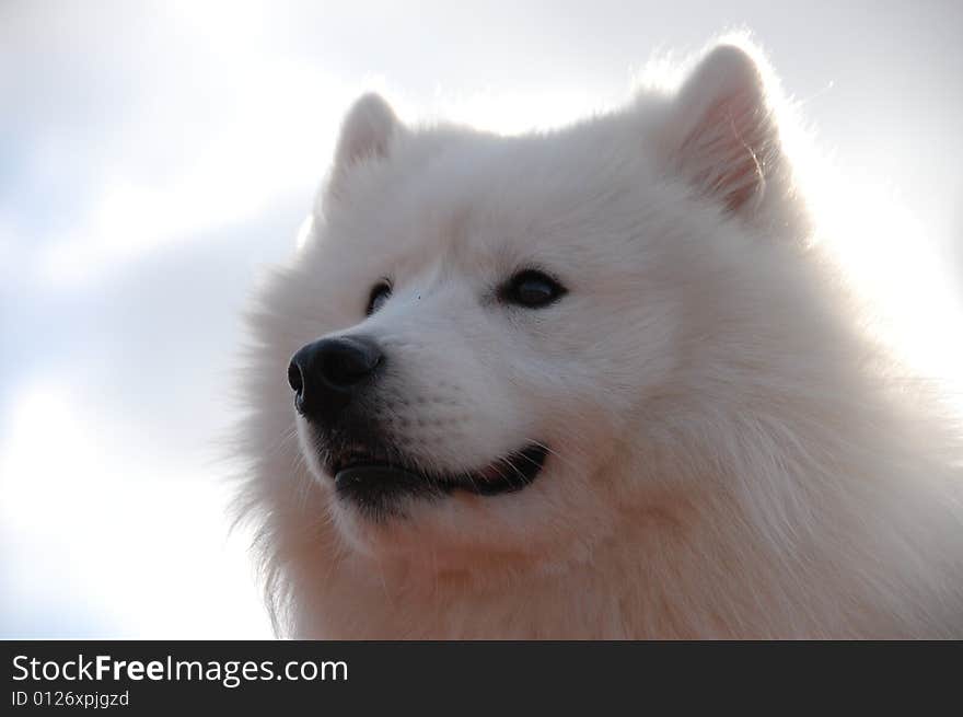 Samoyede is Sled dog Working dogs