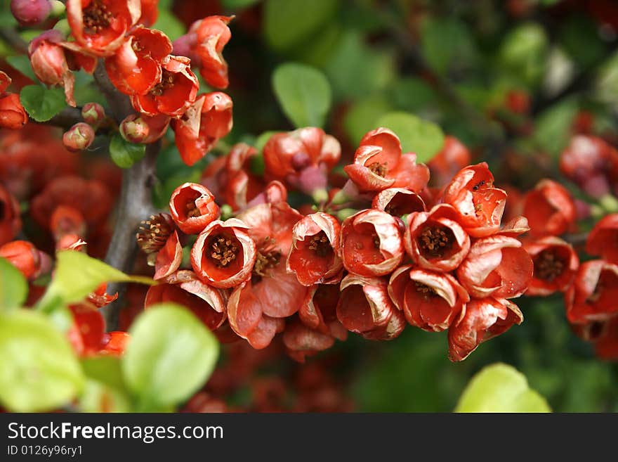 Red flowers