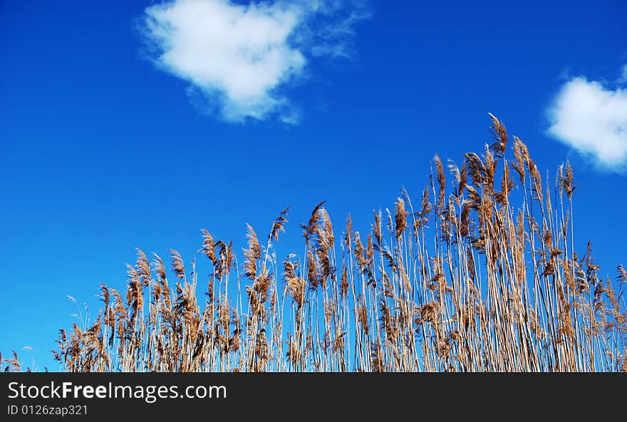 Foliage and blue sky