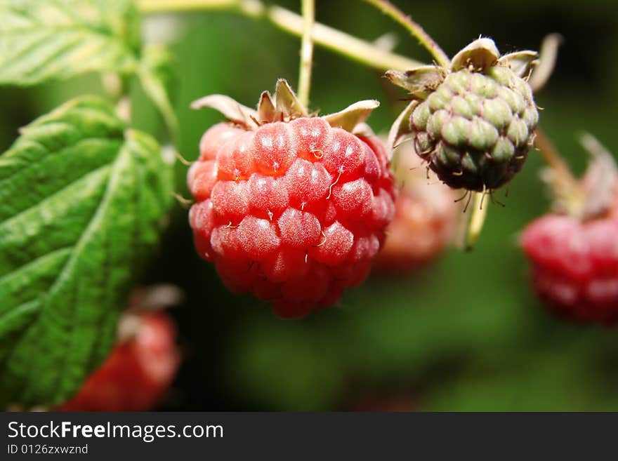 Big fresh raspberry on natural background