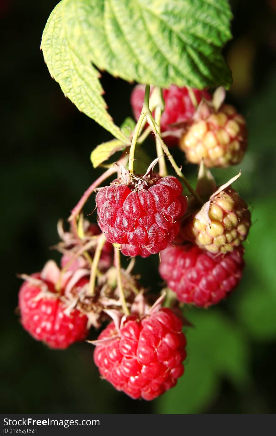 Big fresh raspberry on natural background