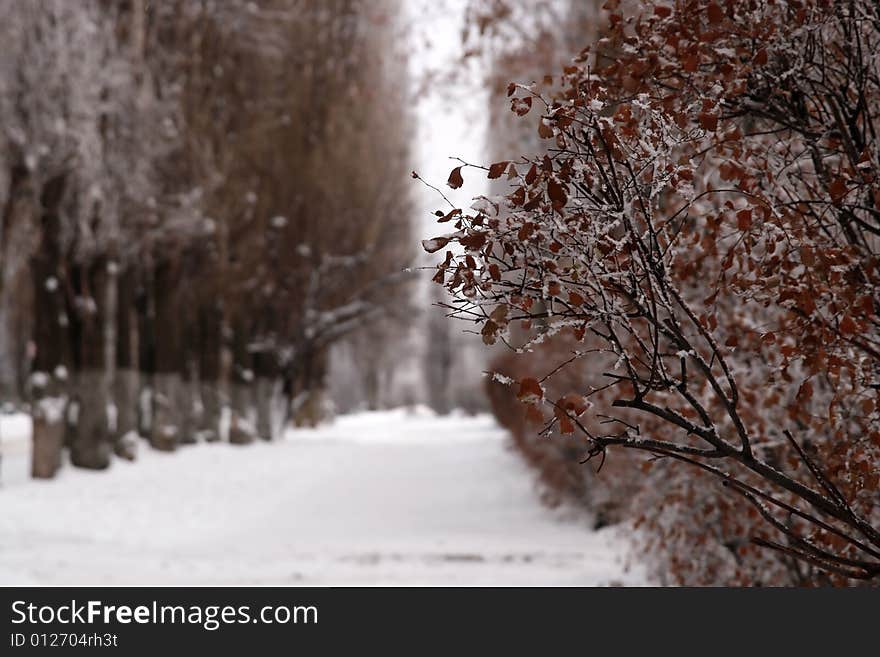 Winter alley