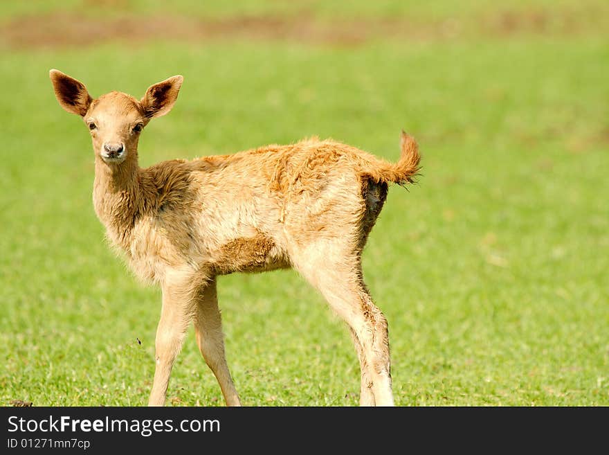 Baby fawn deer in grass. Baby fawn deer in grass