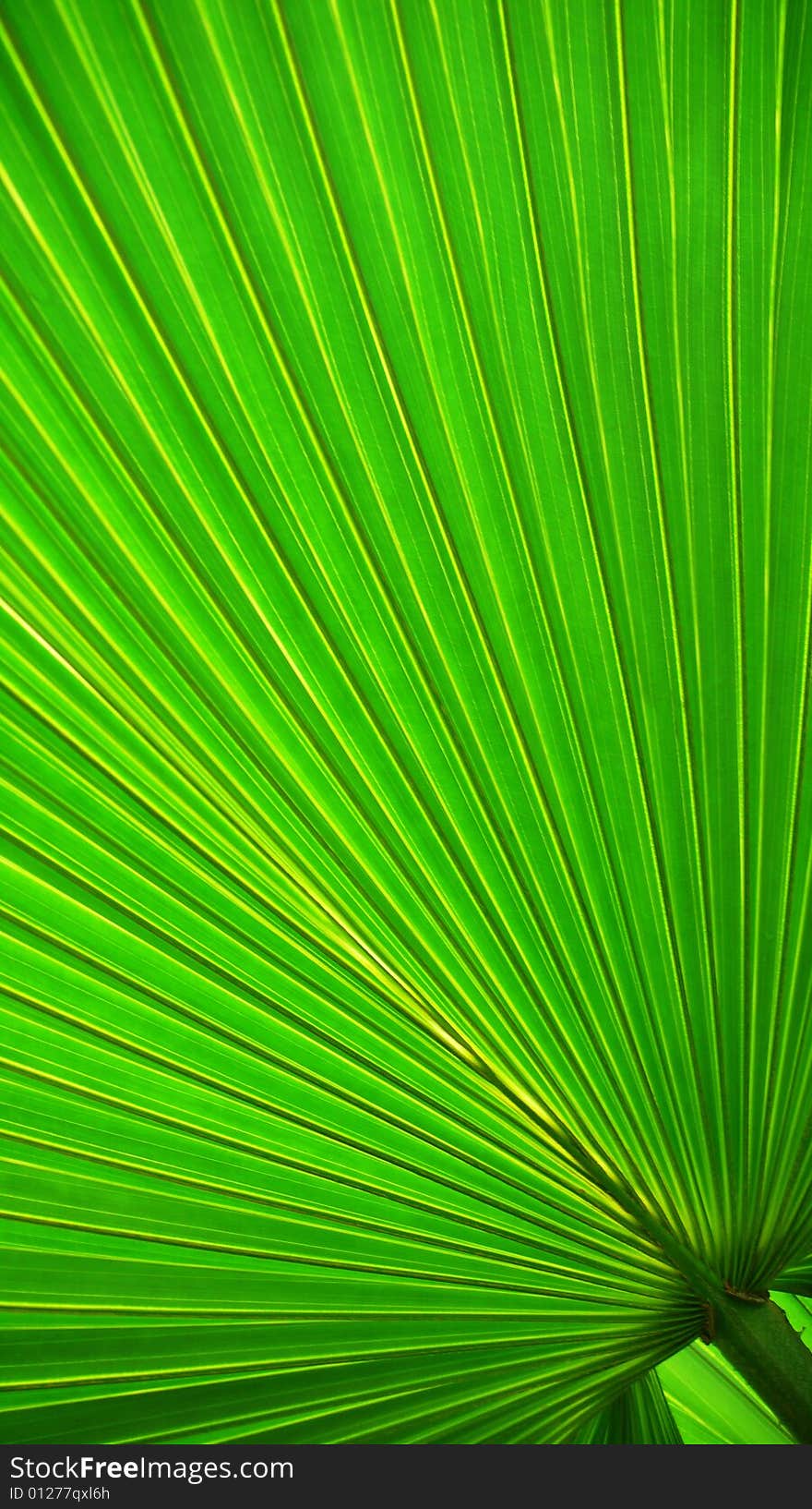 Radiant pattern of green palm leaf