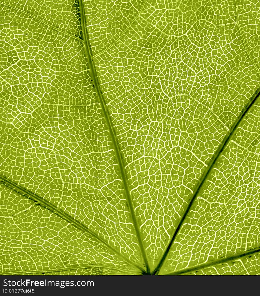 Background Of Green Leaf