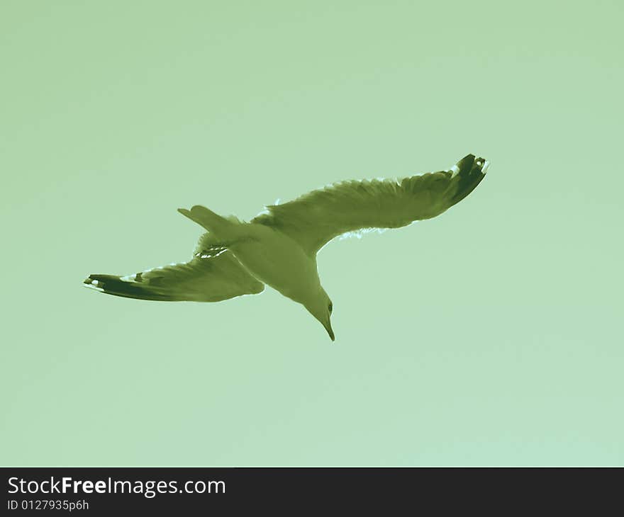 A wonderful image of a seagull flying in the sky. A wonderful image of a seagull flying in the sky