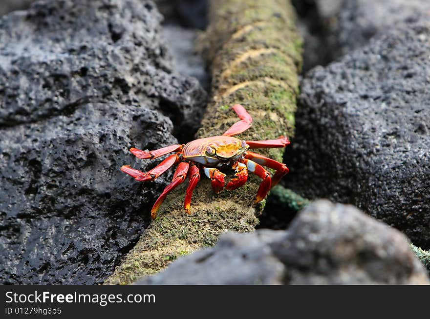 A Sally Lightfoot Crab scurries across a rope on the island of San Cristobal, Ecudaro