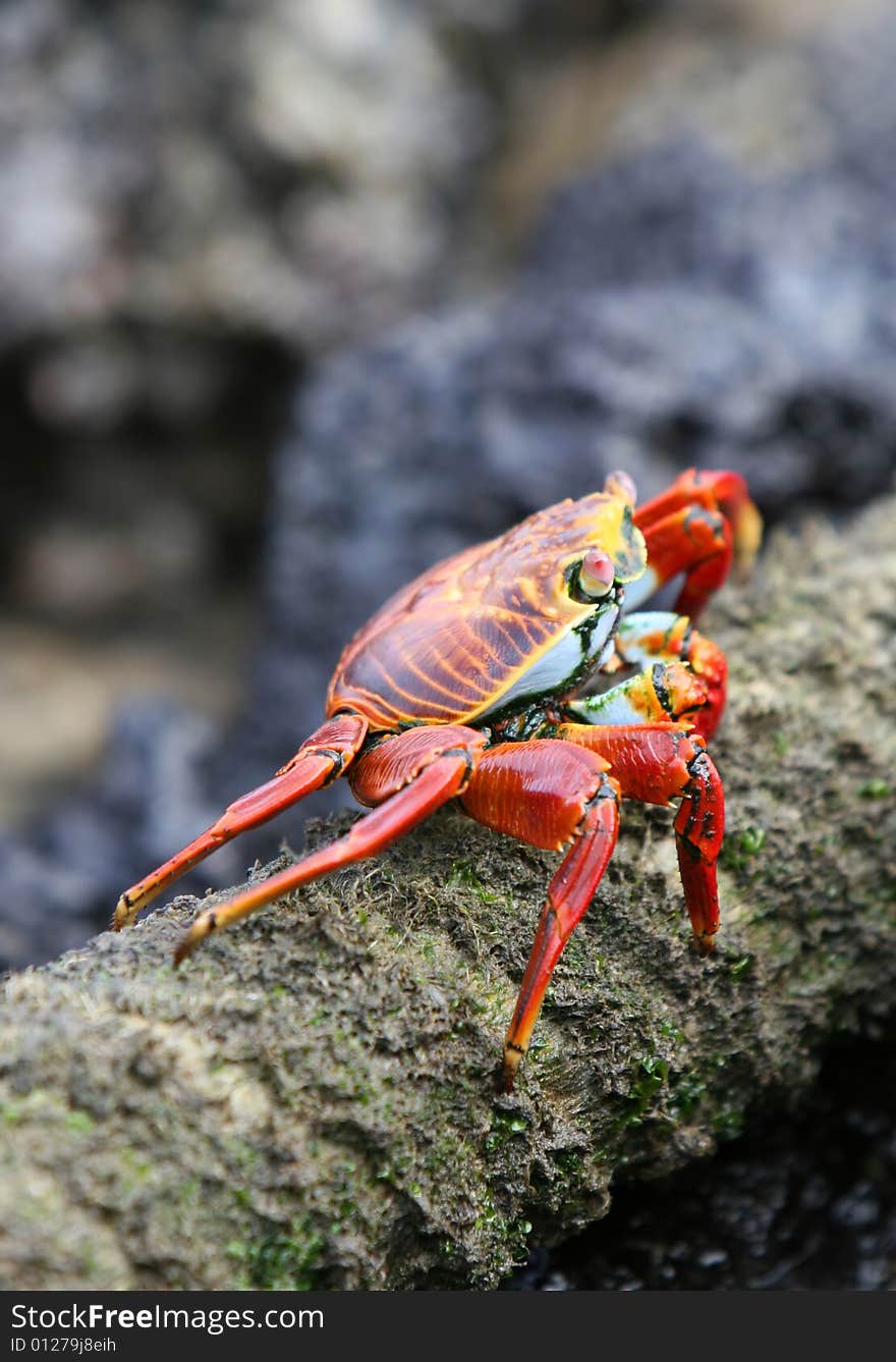 This Sally Lightfoot Crab is walking along a rope on the island of San Cristobal, Ecuador