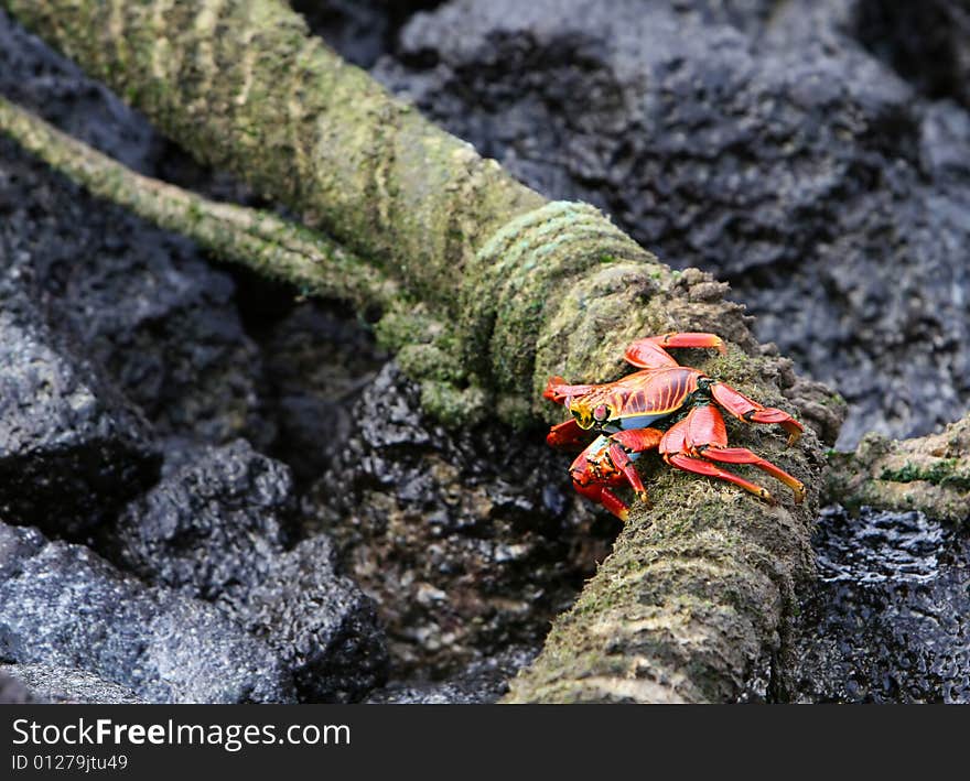 Sally Lightfoot Crab eating of a rope