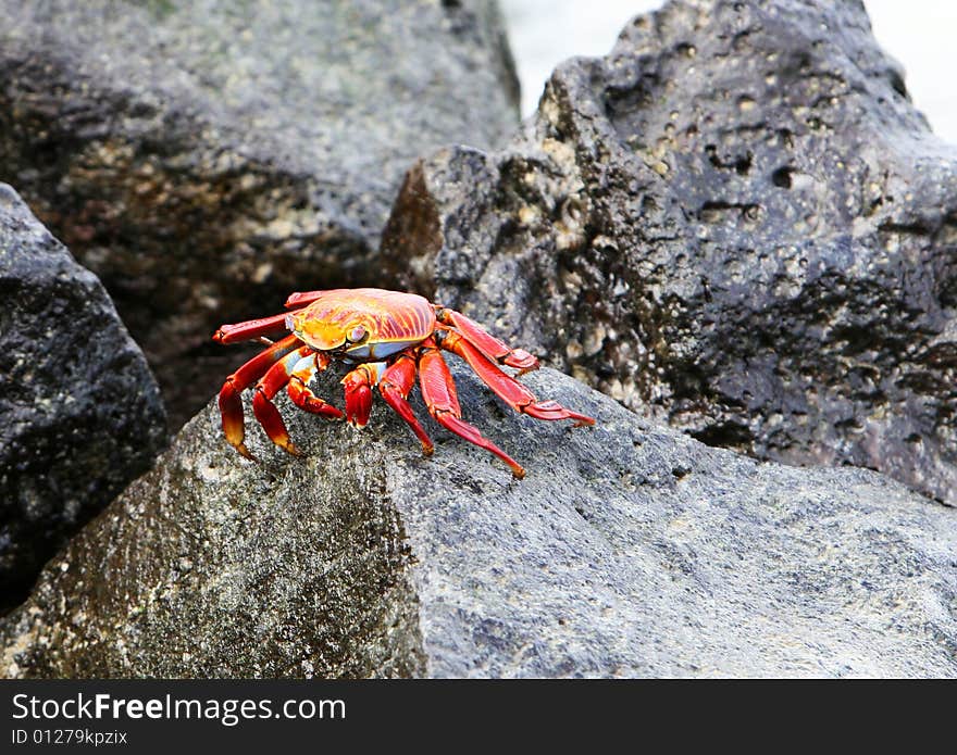 Sally Lightfoot Crab on rocks in the Galapagos Islands