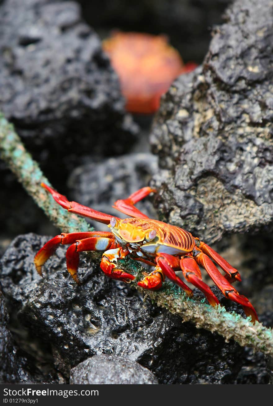 A Sally Lightfoot Crab eating off an old rope, Ecuador