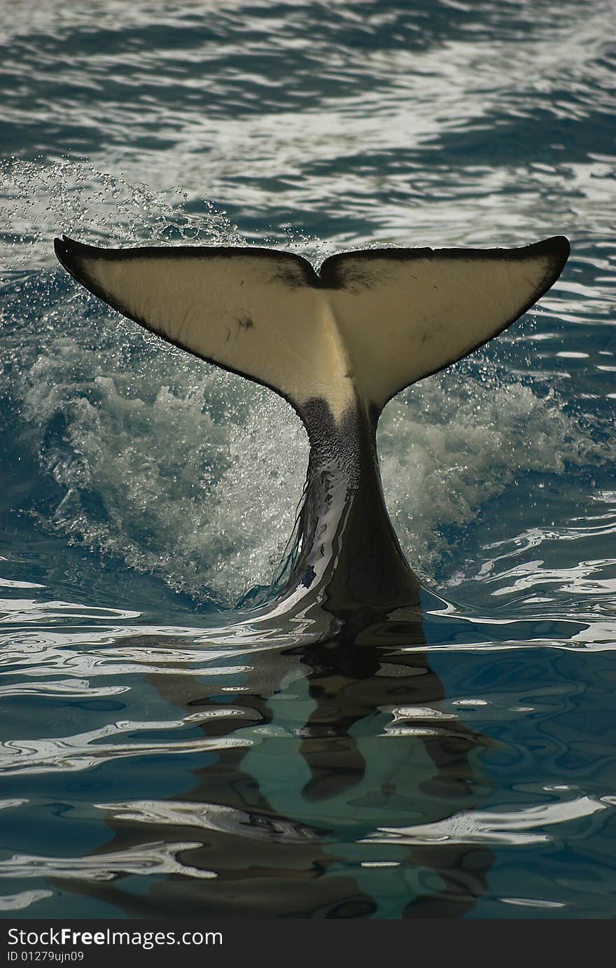 A killer whale having fun in Tenerife. A killer whale having fun in Tenerife