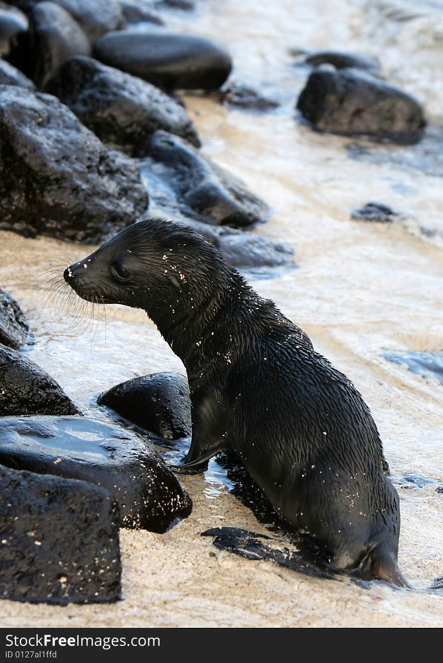 Baby Sea Lion