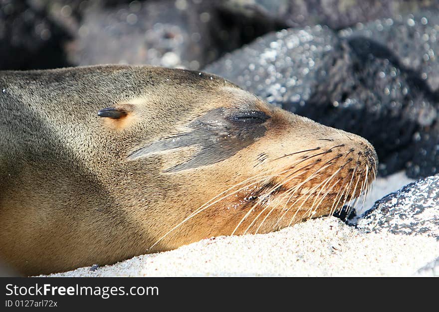 This Sea Lion has a unique marking around his eye. This Sea Lion has a unique marking around his eye