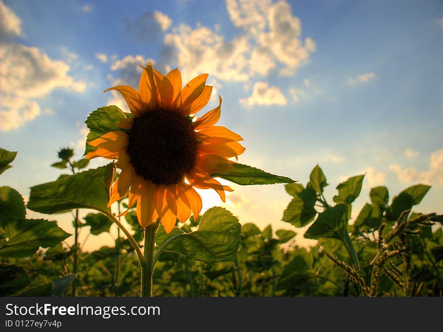 Sunflower