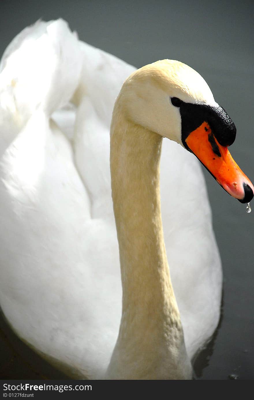 Close up photograph of Swan bird