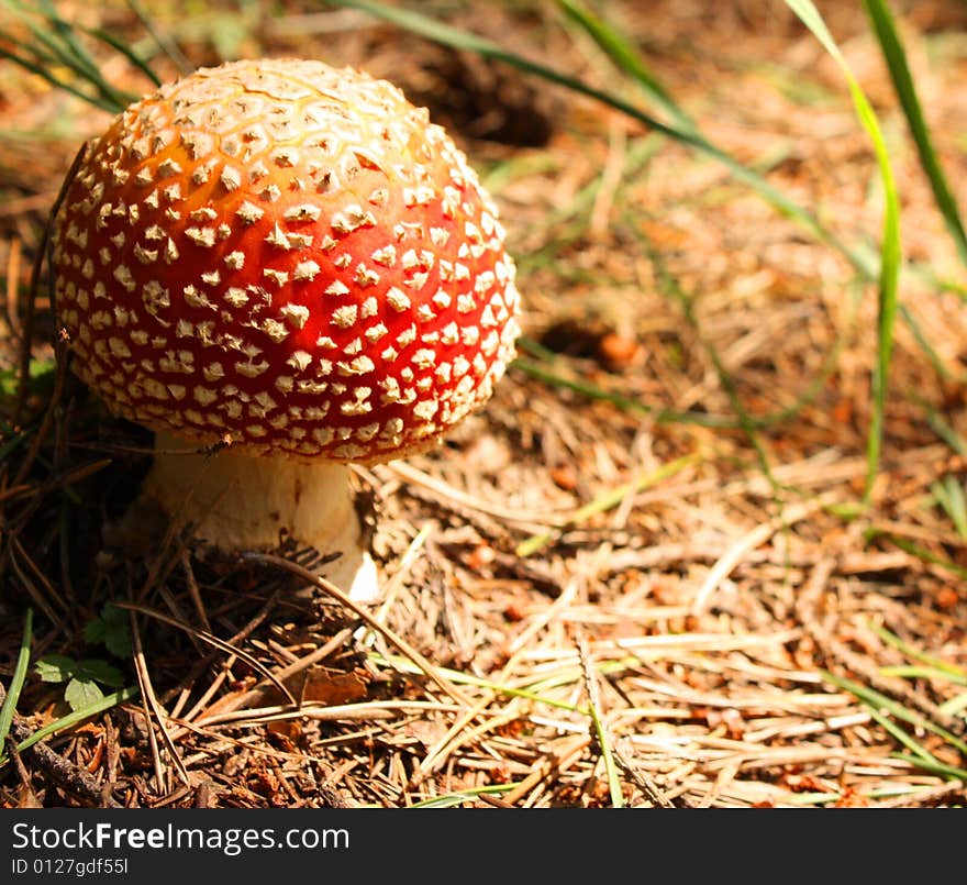 Fly agaric (Amanita muscaria) mushroom.