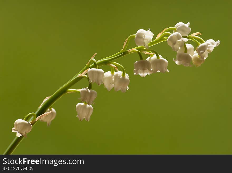 Lily Of The Valley