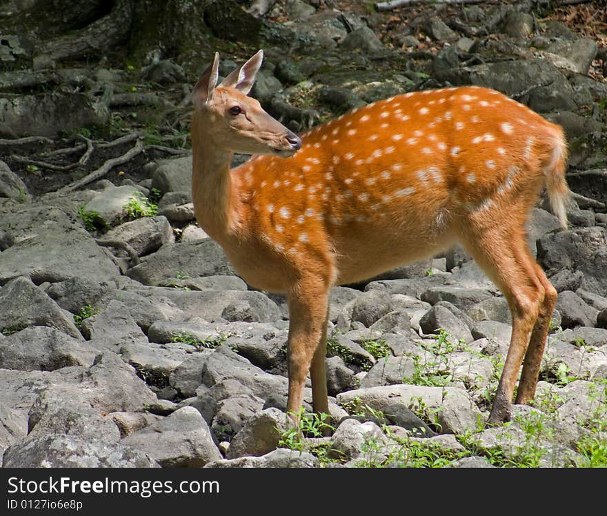 A sika deer (Cervus nippon). The she-deer on solonetz in summerly taiga of Russian Far East. South of Primorsky Region, nature state reserve Lazovsky. A sika deer (Cervus nippon). The she-deer on solonetz in summerly taiga of Russian Far East. South of Primorsky Region, nature state reserve Lazovsky.