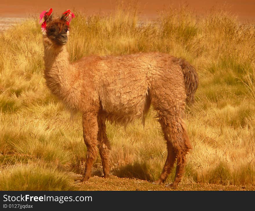 Bolivian lama with decorated ears to recognize the farmer who is owner. Bolivian lama with decorated ears to recognize the farmer who is owner