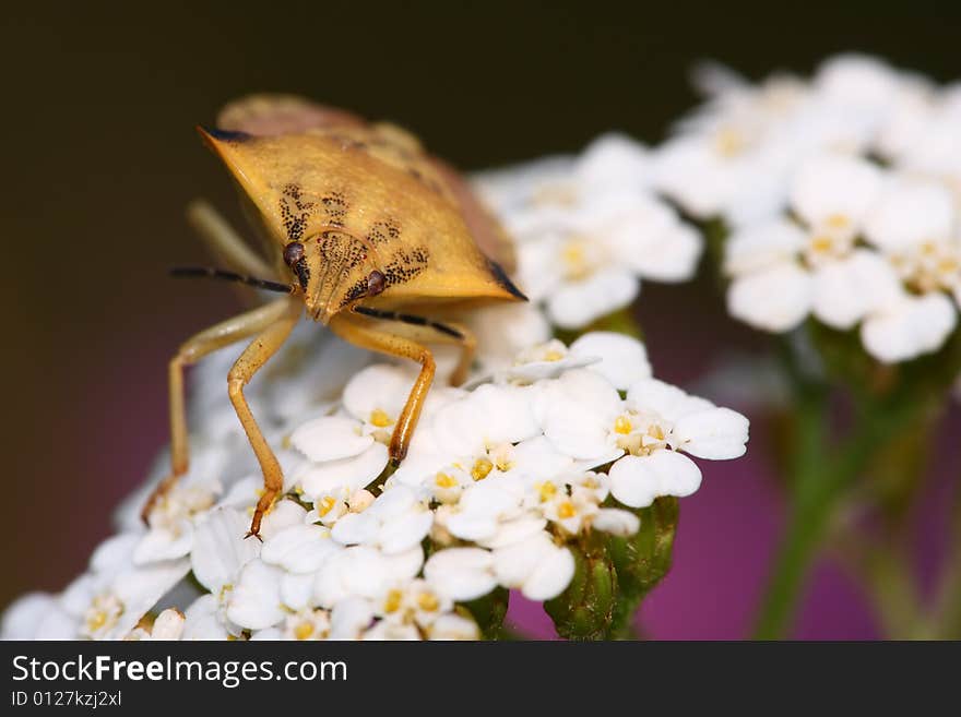 Beautiful bug on the white plant