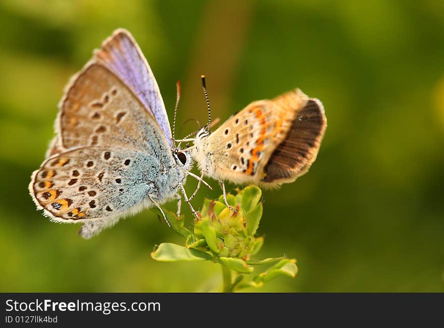 Two beautiful butterfly's on the plant