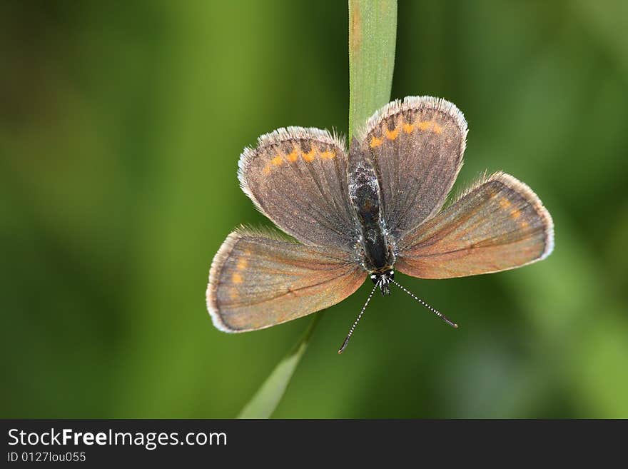 Beautiful butterfly on the green background