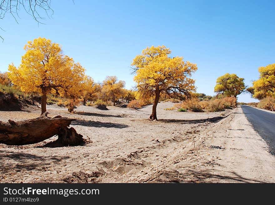 Golden yellow Poplar tree and blue color sky