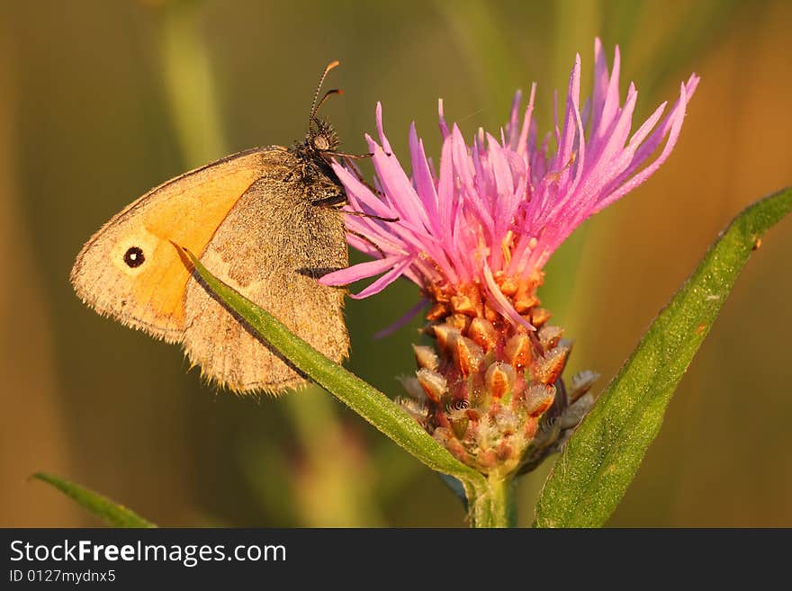 Beautiful butterfly on the plant