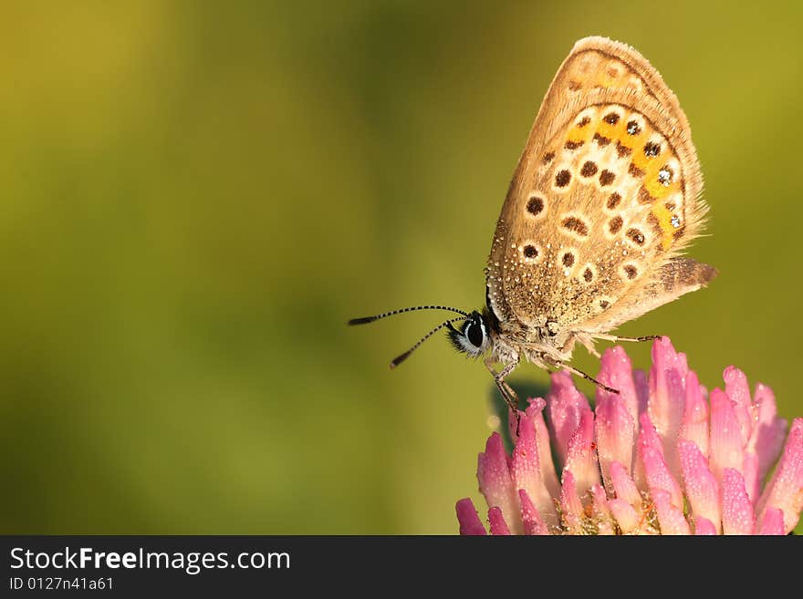 Beautiful butterfly on the green background