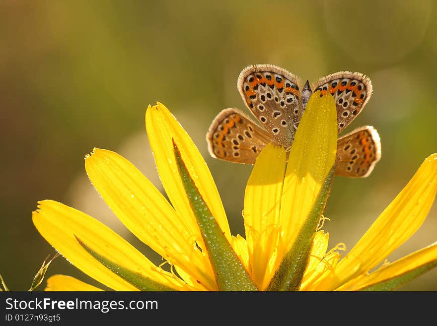 Beutiful butterfly on the yellow plant